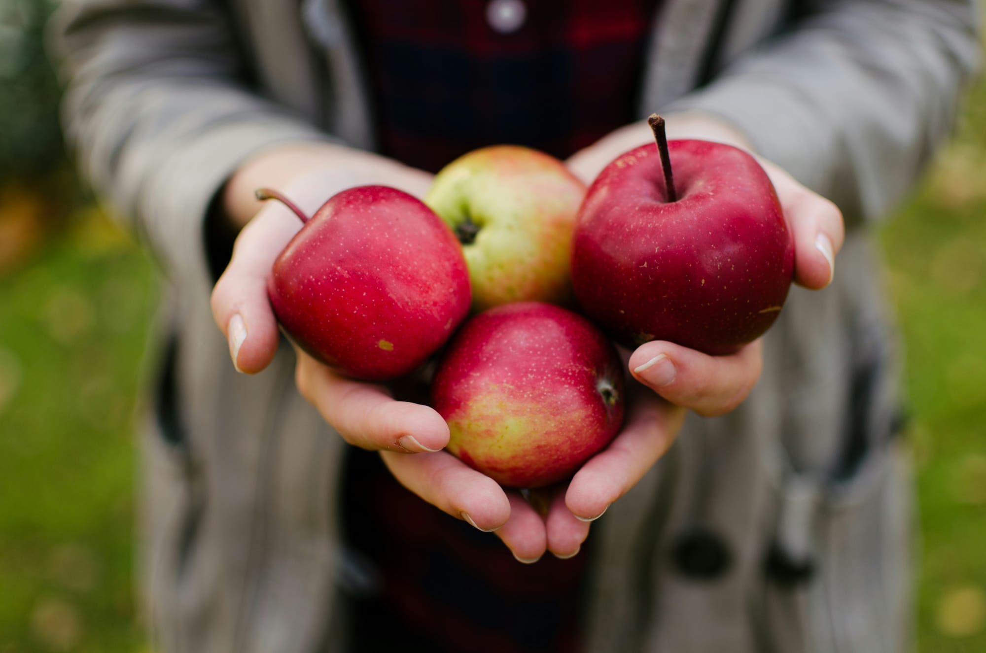 Two white hands, in a grey sweater, holding four red appl